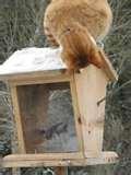 Bird Feeders Cats photos Bird Feeders Cats photos