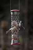 Bird Feeder Uk Buy photos Bird Feeder Uk Buy photos