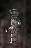 Bird Feeder Uk Buy photos