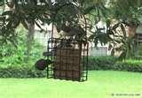 pictures of Bird Feeder Titmice pictures of Bird Feeder Titmice