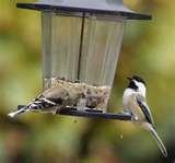 Bird Feeder Titmice Bird Feeder Titmice