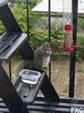 photos of Fire Escape Bird Feeder