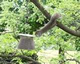 Squirrel Proof Bird Feeders Spinning pictures