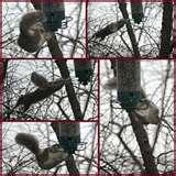 pictures of Squirrel Proof Bird Feeders Spinning