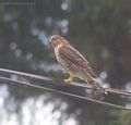 Bird Feeders Juneau Ak photos