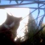 Bird Feeder Films pictures Bird Feeder Films pictures