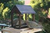 Fire Escape Bird Feeder pictures