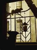 photos of Fire Escape Bird Feeder photos of Fire Escape Bird Feeder