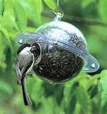 Bird Feeder Titmice Bird Feeder Titmice
