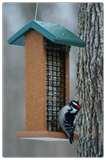 pictures of Bird Feeder Wreath Suet pictures of Bird Feeder Wreath Suet