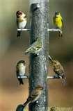 images of Bird Feeder England images of Bird Feeder England