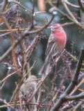 Bird Feeders Purple Finches photos Bird Feeders Purple Finches photos