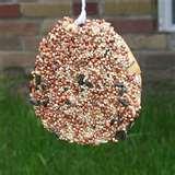 images of Bird Feeder Bagel