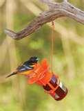 images of Bird Feeder Of Jelly