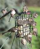 Bird Feeder Of Jelly pictures