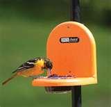 pictures of Bird Feeder Of Jelly pictures of Bird Feeder Of Jelly