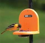 pictures of Bird Feeder Of Jelly