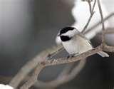 Bird Feeder Do Birds Like Best images Bird Feeder Do Birds Like Best images