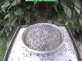 pictures of Bird Feeder England pictures of Bird Feeder England