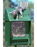 images of Squirrel Proof Bird Feeders Heritage Farms images of Squirrel Proof Bird Feeders Heritage Farms