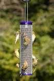 pictures of Bird Feeders Purple Finches pictures of Bird Feeders Purple Finches