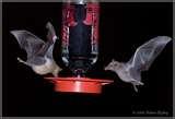 Humming Bird Feeders Hummingbird Nectar Humming Bird Feeders Hummingbird Nectar