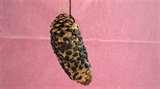 pictures of Bird Feeder Names pictures of Bird Feeder Names