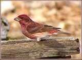 Bird Feeders Purple Finches Bird Feeders Purple Finches