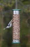 photos of Bird Feeders Nuts