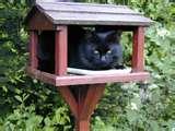 photos of Bird Feeder England photos of Bird Feeder England