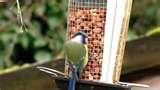 Bird Feeder England images Bird Feeder England images