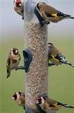 Bird Feeders Advice pictures