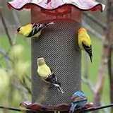 photos of Bird Feeder Do Birds Like Best