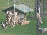 Bird Feeders Nuts photos