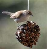 Bird Feeder Crisco