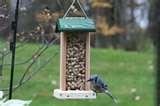 images of Bird Feeders Nuts