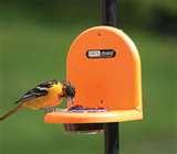 pictures of Bird Feeder Of Jelly