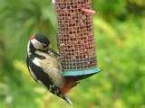 Bird Feeder England images Bird Feeder England images