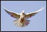 Bird Feeders Advice images Bird Feeders Advice images