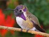 photos of Humming Bird Feeders Hummingbird Nectar photos of Humming Bird Feeders Hummingbird Nectar