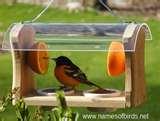 Bird Feeder Names photos Bird Feeder Names photos