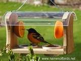 Bird Feeder Names photos