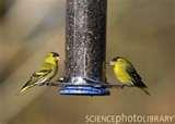 Bird Feeder England photos Bird Feeder England photos