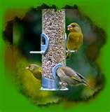 Bird Feeders Advice