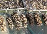 images of Bird Feeders Nuts images of Bird Feeders Nuts