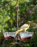 Bird Feeder Of Jelly pictures Bird Feeder Of Jelly pictures