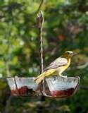 Bird Feeder Of Jelly pictures