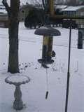 Bird Feeder Problems pictures Bird Feeder Problems pictures