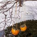 Make A Bird Feeder Kids photos Make A Bird Feeder Kids photos