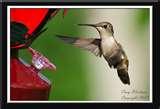 Humming Bird Feeders Hummingbird Nectar Humming Bird Feeders Hummingbird Nectar